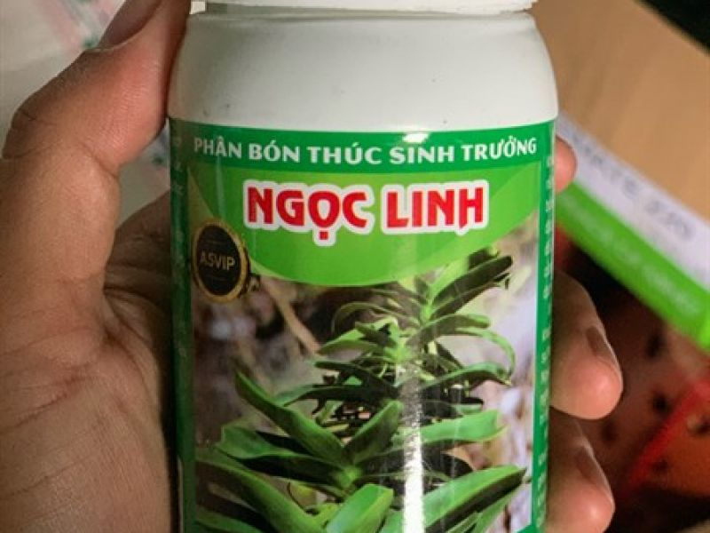 Bón thúc sinh trưởng Ngọc Linh